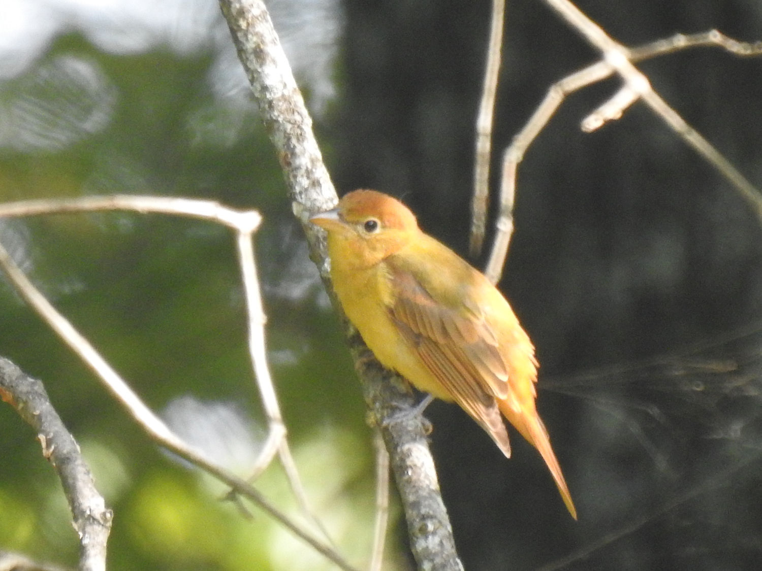 Female summer tanager